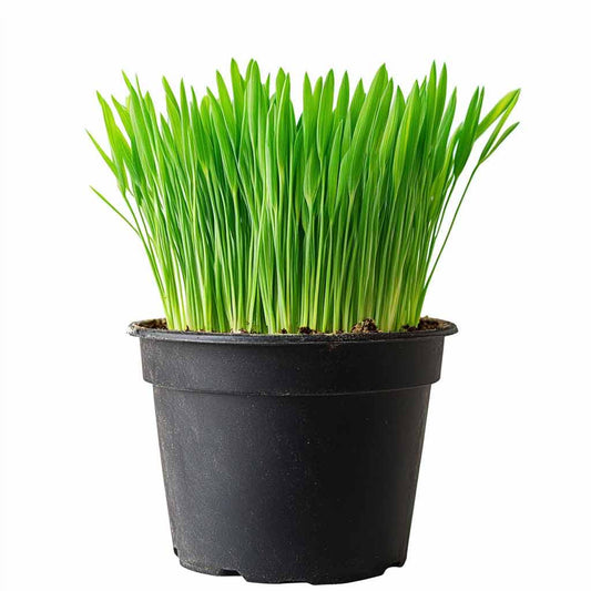 Cat Grass Plant - Mature